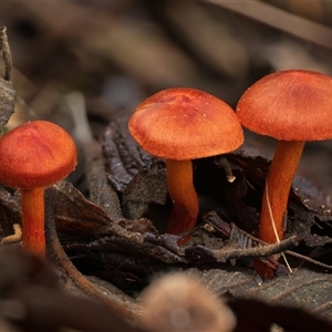 Cortinarius persplendidus (Splendid Red Skinhead) at Kambah, ACT - 6 Jun 2025 by Steven999