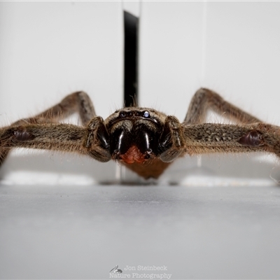 Isopeda villosa at North Narooma, NSW - 31 May 2025 by JonSteinbeck