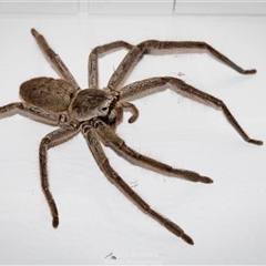 Isopeda brachyseta at North Narooma, NSW - 31 May 2025 08:39 PM