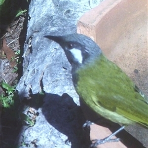 Nesoptilotis leucotis (White-eared Honeyeater) at Ballyroe, NSW - 21 Apr 2024 by TwoRivers