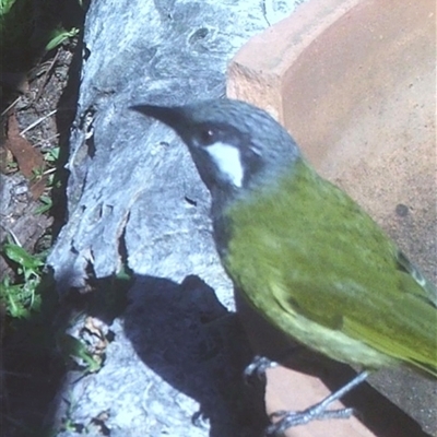 Nesoptilotis leucotis (White-eared Honeyeater) at Ballyroe, NSW - 21 Apr 2024 by TwoRivers