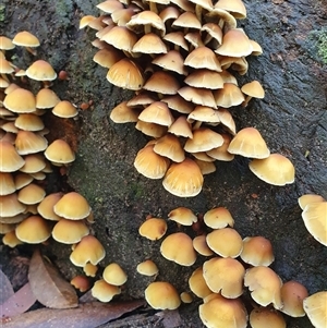 Hypholoma fasciculare by Aussiegall