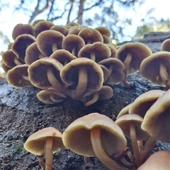 Hypholoma fasciculare at Penrose, NSW - suppressed