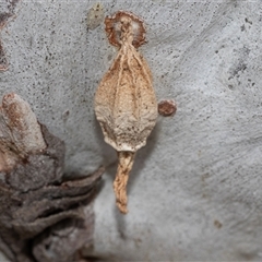 Hyalarcta nigrescens (Ribbed Case Moth) at Belconnen, ACT - 21 May 2025 by AlisonMilton