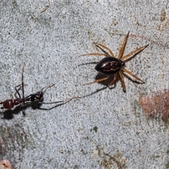 Euryopis umbilicata (Striped tick spider) at Belconnen, ACT - 21 May 2025 by AlisonMilton