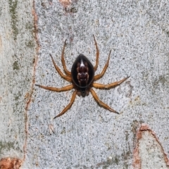 Euryopis umbilicata at Belconnen, ACT - 21 May 2025 11:57 AM