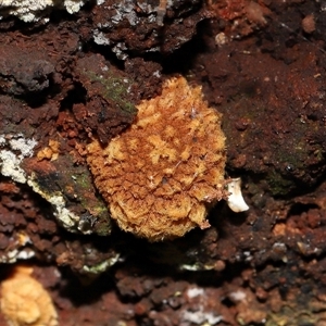 Unverified Clubs/stalks on wood or on leaf/twig litter at Acton, ACT - 6 Jun 2025 by TimL