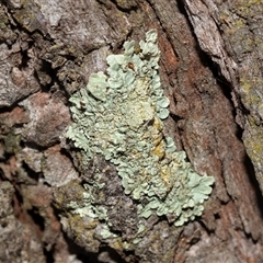 Unverified Lichen at Belconnen, ACT - 21 May 2025 by AlisonMilton