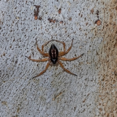 Euryopis umbilicata (Striped tick spider) at Belconnen, ACT - 21 May 2025 by AlisonMilton