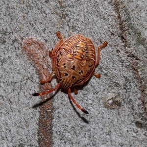 Acanthosomatidae (family) (Unidentified Acanthosomatid shield bug) at Belconnen, ACT - 21 May 2025 by AlisonMilton