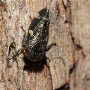 Eurymeloides marmorata (A leafhopper) at Belconnen, ACT - 21 May 2025 by AlisonMilton