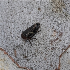 Eurymeloides marmorata (A leafhopper) at Belconnen, ACT - 21 May 2025 by AlisonMilton