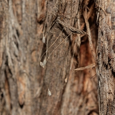 Neuroptera (order) (Unidentified lacewing) at Belconnen, ACT - 21 May 2025 by AlisonMilton