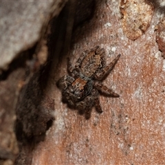 Servaea incana (Hoary Servaea) at Belconnen, ACT - 21 May 2025 by AlisonMilton