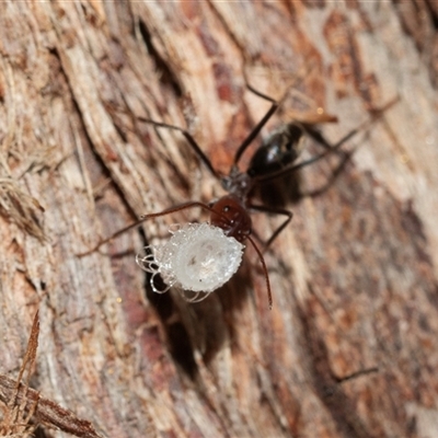 Iridomyrmex purpureus (Meat Ant) at Belconnen, ACT - 21 May 2025 by AlisonMilton