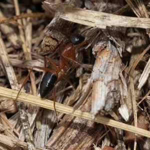 Camponotus consobrinus (Banded sugar ant) at Belconnen, ACT - 21 May 2025 by AlisonMilton