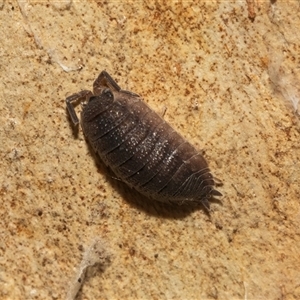 Armadillidium vulgare (Slater bug, woodlouse, pill bug, roley poley) at Belconnen, ACT - 21 May 2025 by AlisonMilton