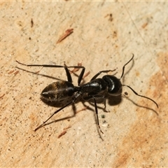 Camponotus aeneopilosus (A Golden-tailed sugar ant) at Belconnen, ACT - 21 May 2025 by AlisonMilton