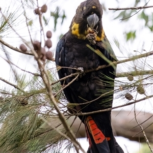 Calyptorhynchus lathami lathami (Glossy Black-Cockatoo) at Penrose, NSW - 12 May 2025 by Aussiegall