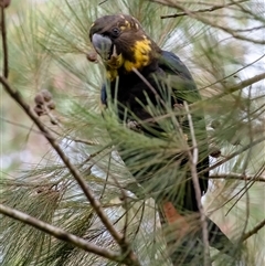 Calyptorhynchus lathami lathami at Penrose, NSW - suppressed