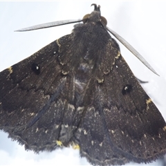 Bocana manifestalis at Sheldon, QLD - suppressed