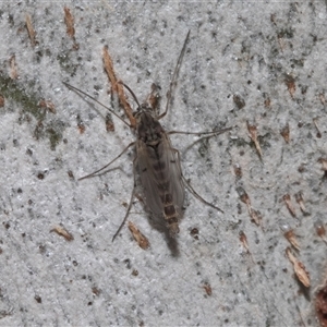 Chironomidae (family) (Non-biting Midge) at Belconnen, ACT - 21 May 2025 by AlisonMilton