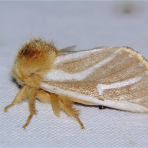 Ochrogaster lunifer (Bag-shelter moth) at Rocky Creek, NSW - 3 Nov 2009 by PJH123