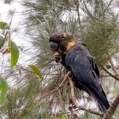 Calyptorhynchus lathami lathami (Glossy Black-Cockatoo) at Penrose, NSW - 13 May 2025 by Aussiegall