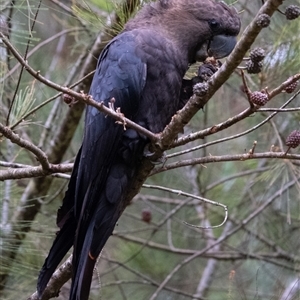 Calyptorhynchus lathami lathami at Penrose, NSW - suppressed