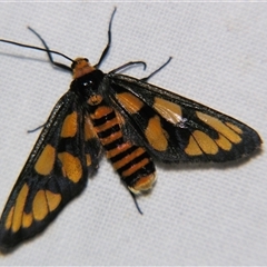 Amata nr aperta at Rocky Creek, NSW - 3 Nov 2009 07:49 PM