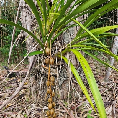 Unverified Orchid at Peregian Beach, QLD - 7 Jun 2025 by AaronClausen