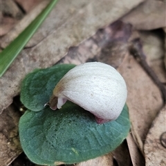 Unverified Orchid at Peregian Beach, QLD - 7 Jun 2025 by AaronClausen
