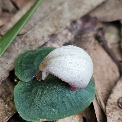 Unverified Orchid at Peregian Beach, QLD - 7 Jun 2025 by AaronClausen