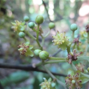 Beilschmiedia bancroftii at Syndicate, QLD - 22 Apr 2018 03:37 PM