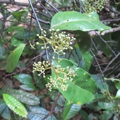 Beilschmiedia bancroftii at Syndicate, QLD - 22 Apr 2018 03:37 PM