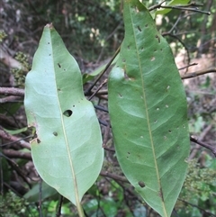 Beilschmiedia bancroftii at Syndicate, QLD - 22 Apr 2018 03:37 PM