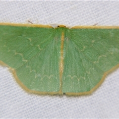 Chlorocoma periphracta at Rocky Creek, NSW - suppressed