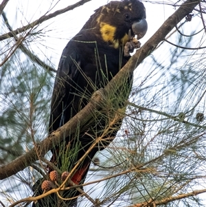 Calyptorhynchus lathami lathami (Glossy Black-Cockatoo) at Penrose, NSW - 16 May 2025 by Aussiegall