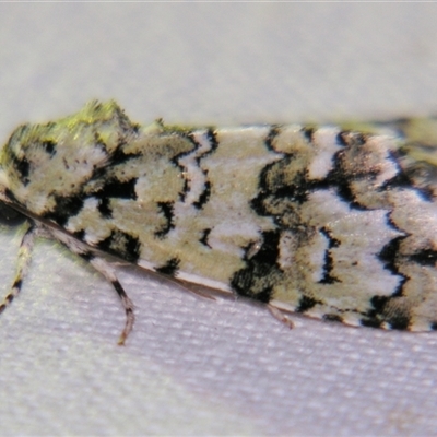 Thalatha melanophrica (Acronictinae) at Rocky Creek, NSW - 3 Nov 2009 by PJH123