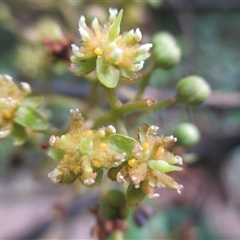Beilschmiedia bancroftii (yellow walnut) at Syndicate, QLD - 5 May 2018 by JasonPStewartNMsnc2016