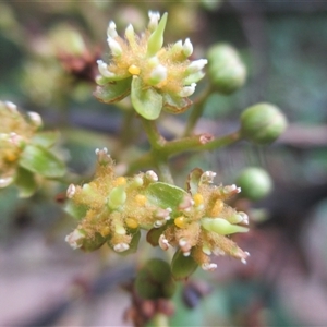 Beilschmiedia bancroftii (yellow walnut) at Syndicate, QLD - 5 May 2018 by JasonPStewartNMsnc2016