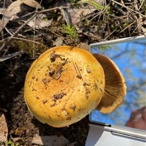 Unverified Cap on a stem; gills below cap [mushrooms or mushroom-like] at Broke, NSW - 7 Jun 2025 by RoyP