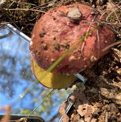Unverified Bolete - Fleshy texture, stem central (more-or-less) at Broke, NSW - 7 Jun 2025 by RoyP