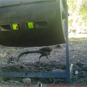 Menura novaehollandiae (Superb Lyrebird) at Bucketty, NSW - 1 Jun 2025 by MartinPredavec