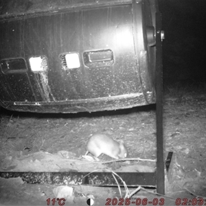Perameles nasuta (Long-nosed Bandicoot) at Bucketty, NSW - 3 Jun 2025 by MartinPredavec