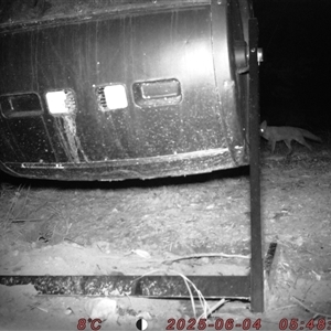 Vulpes vulpes at Bucketty, NSW - 4 Jun 2025 05:49 AM