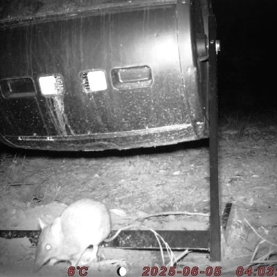 Perameles nasuta (Long-nosed Bandicoot) at Bucketty, NSW - 5 Jun 2025 by MartinPredavec
