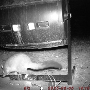 Trichosurus vulpecula at Bucketty, NSW - 5 Jun 2025 07:20 PM