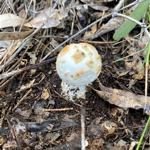 Unverified Cap on a stem; gills below cap [mushrooms or mushroom-like] at Broke, NSW - 7 Jun 2025 by RoyP