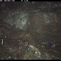 Antechinus flavipes (Yellow-footed Antechinus) at Bucketty, NSW - 26 May 2025 by MartinPredavec
